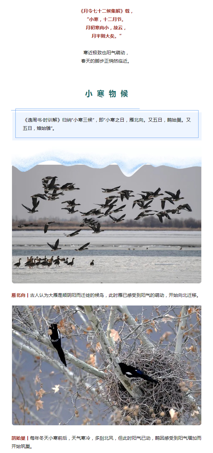 2022年（第2期）：小寒今日至，年味已冒頭_02