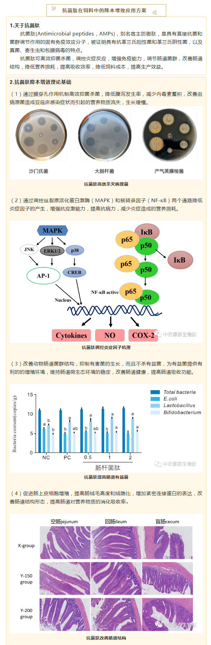 降本增效，穎“肽”有道——抗菌肽降低飼料營養(yǎng)水平應(yīng)用方案_02